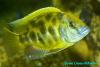Nimbochromis venustus, золотой леопард, активный самец