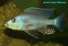 Dimidiochromis strigatus, самец 