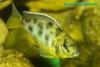 Nimbochromis venustus, золотой леопард, самка
