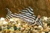 Hypancistrus zebra, L-046