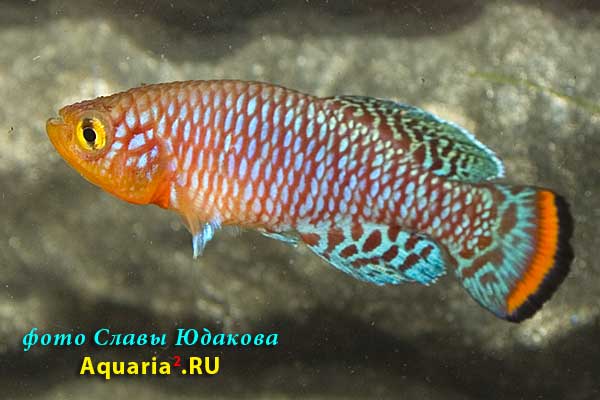 Nothobranchius rachovii, популяция "AS" или "Beira 98", самец