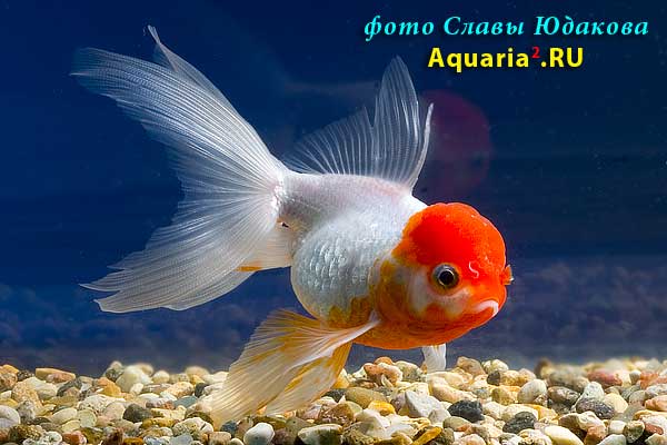 Золотая рыбка "красная шапочка" (Carassius auratus)