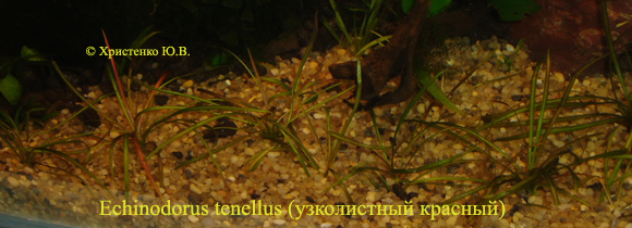 Echinodorus tenellus