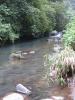 Вот в этой речке, после водопадов Гит-Гит и были обнаружены гуппи и барбусы денисони