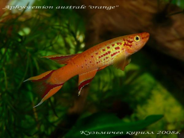 Aphyosemion australe "orange", самец