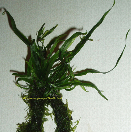Microsorum pteropus Needle Leaf i Anchor moss