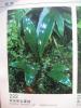 Anubias barteri var. angustifolia, тайваньский каталог