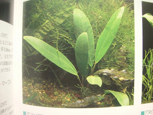 Anubias barteri var. angustifolia, японский каталог