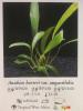 Anubias barteri var. angustifolia, каталог Ориентал
