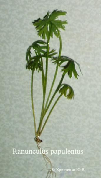Ranunculus papulentus