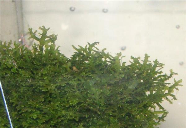 Riccardia chamedryfolia 