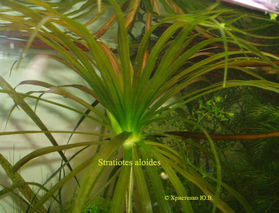 Stratiotes aloides