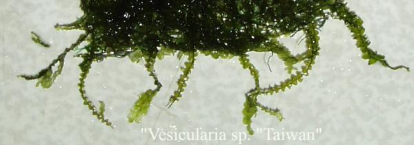 Vesicularia sp.Taiwan...