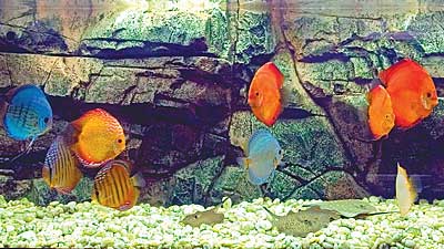 аквариумы со скатами