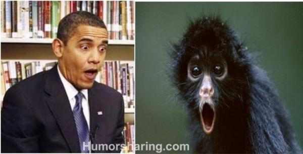 v_barack_obama_obama_monkey_4f62e9827fcdc.jpg