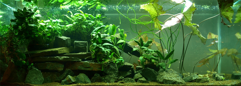 biotope-aquarium-c2013_90-1.jpg