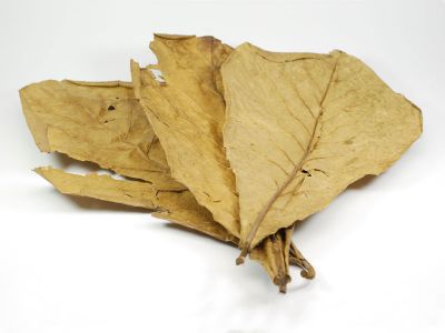 Terminalia catappa, Миндальный лист