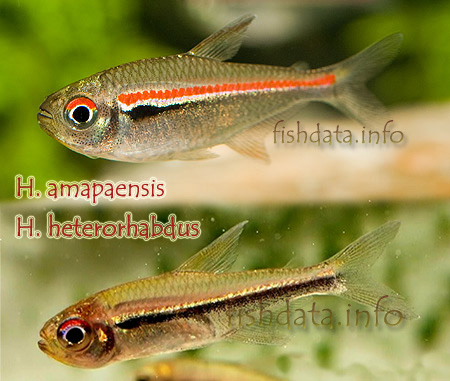 hyphessobrycon_heterorhabdus_amapaensis_difference.jpg