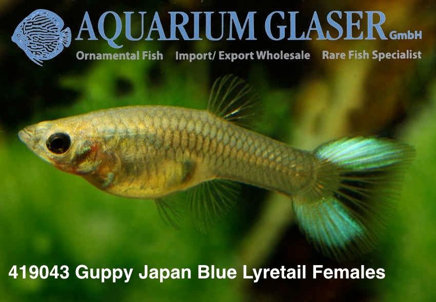 419043-guppy-japan-blue-lyratail-samka.jpg