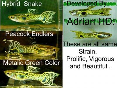 Hybrid_Snake___Peacock_Endlers