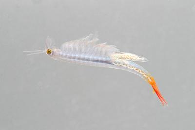 Streptocephalus sirindhornae=female
