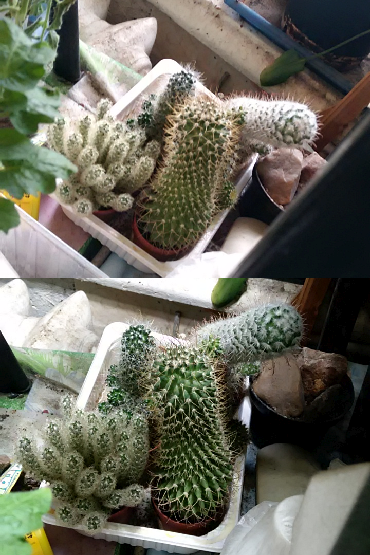 img_20161014_123307_185348fragment-cactus.png
