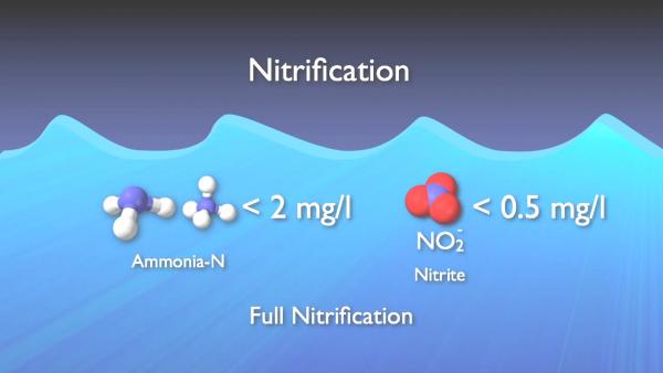 nitrogen_removal_basics-0-06-05-128.jpg
