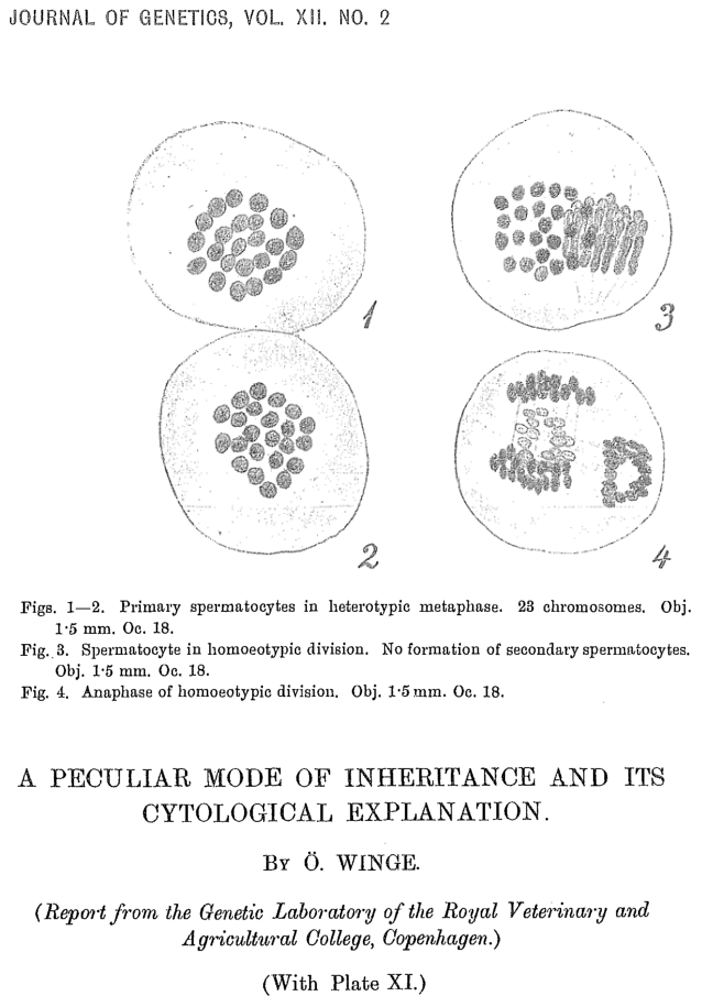 Winge O. A peculiar mode of inheritance and its cytological explanation