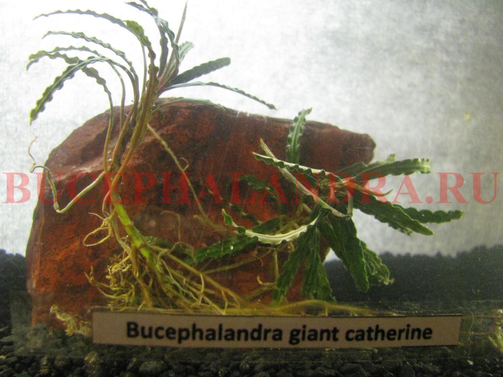 bucephalandra_sp._giant_catherine_1.jpg