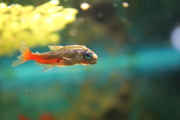 Препарат «Антипар» – как лечить больных рыбок